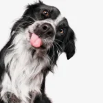 Pet Photography